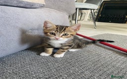 Mixed Breed cats for sale: 4 male kittens  - Image 3