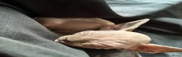 Sphynx cats for sale: 2 Sphynx kittens looking for forever homes  - Advert 2