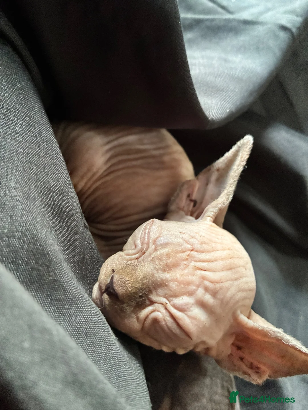 Sphynx cats for sale: 2 Sphynx kittens looking for forever homes  - Advert 2