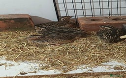 Quail poultry for sale: Quails for sale - Image 1