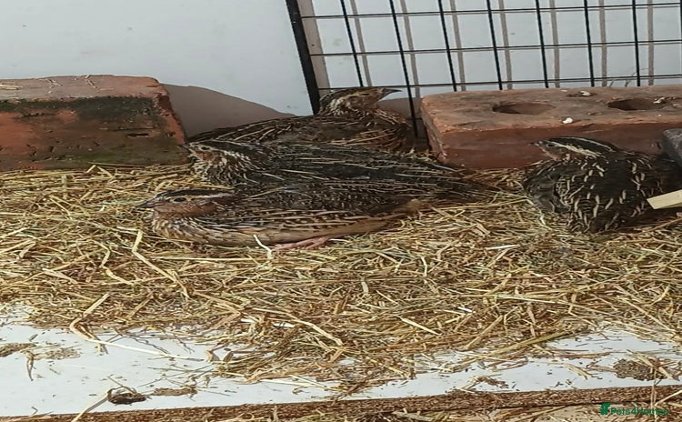 Quail poultry - Advert 3