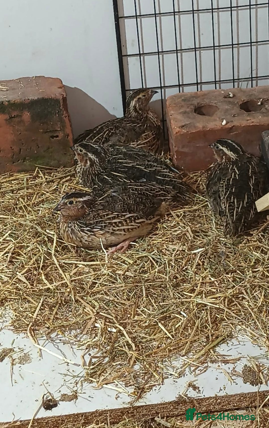 Quail poultry for sale: Quails for sale - Image 1