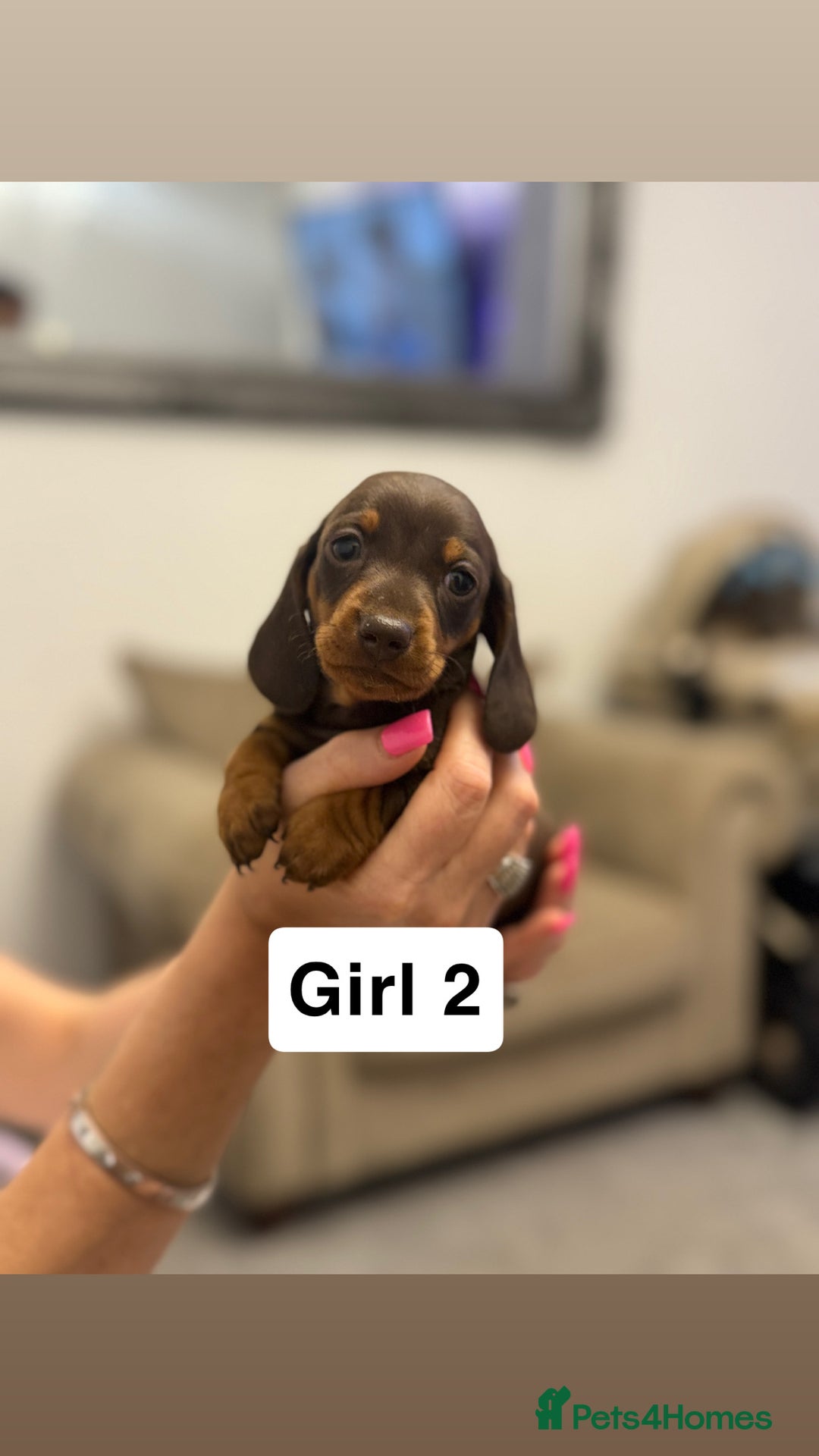 Miniature Dachshund dogs for sale: Stunning baby mini dachshunds  - Image 31