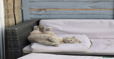 Scottish Fold cats 4 year old male Scottish fold  - Advert 1