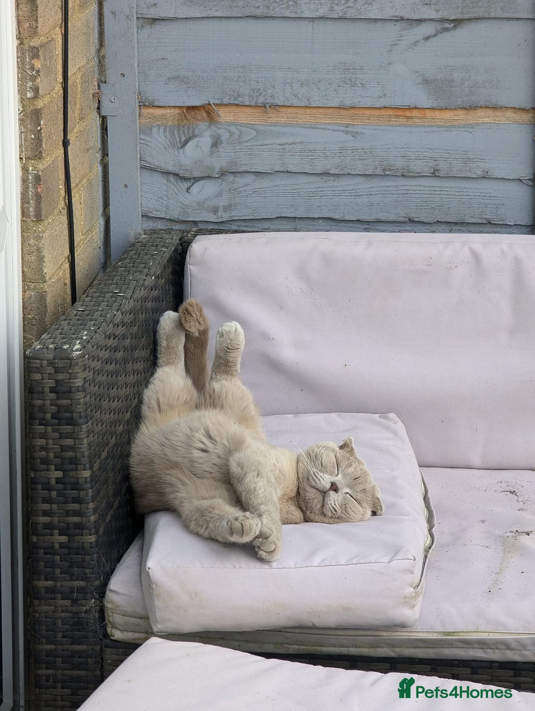 Scottish Fold cats for sale: 4 year old male Scottish fold  - Advert 2