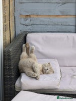 Scottish Fold cats 4 year old male Scottish fold - Advert 5