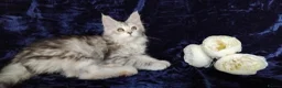 Maine Coon cats for sale: Pure Maine Coons Kittens For Sale - Advert 8