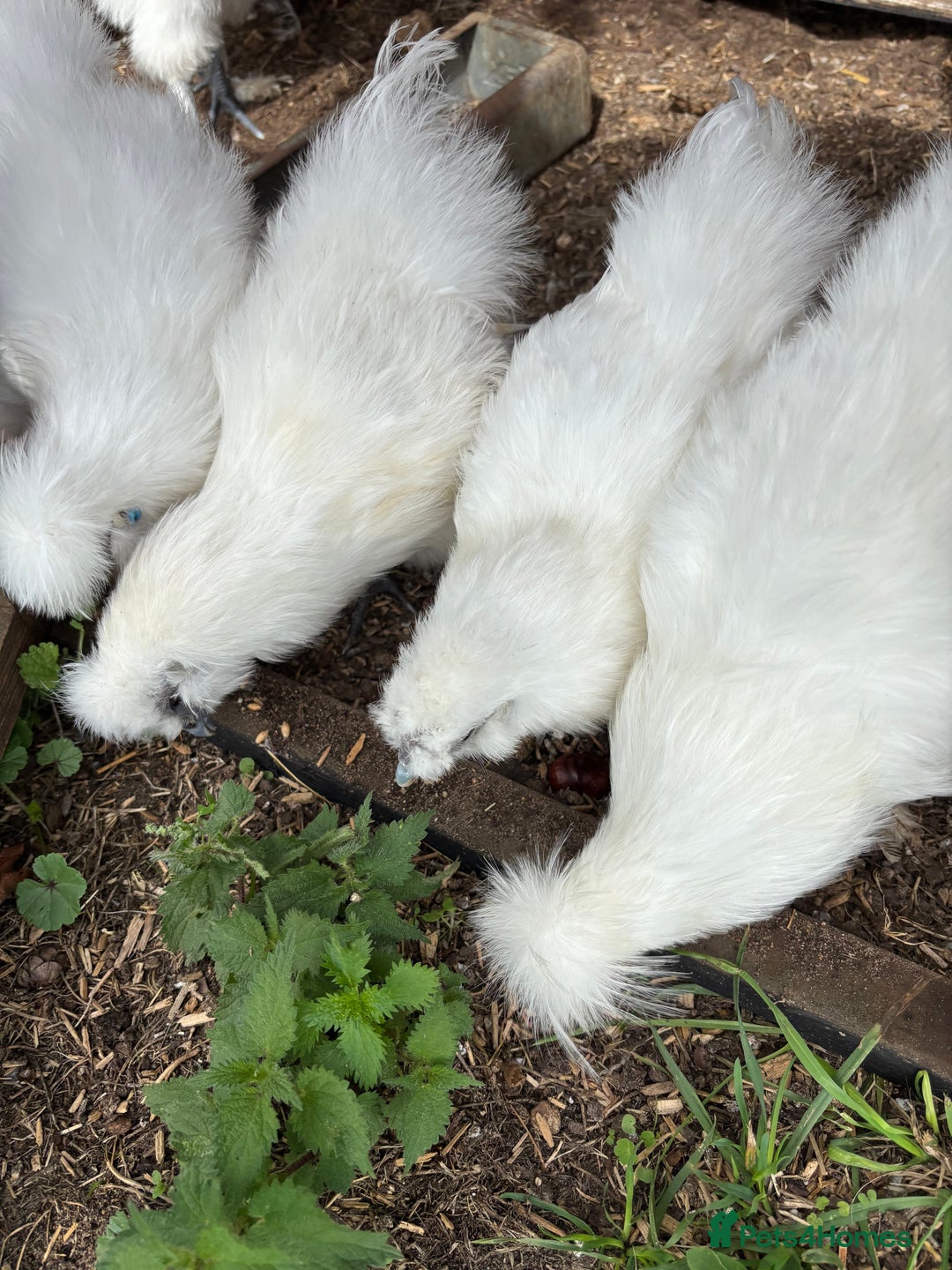 Chickens poultry for sale: White Silkies - Image 2