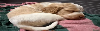 Puppy 4