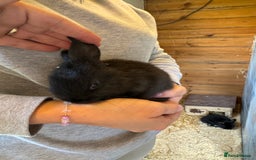Mini Lop rabbits for sale: Mini lops - Image 9
