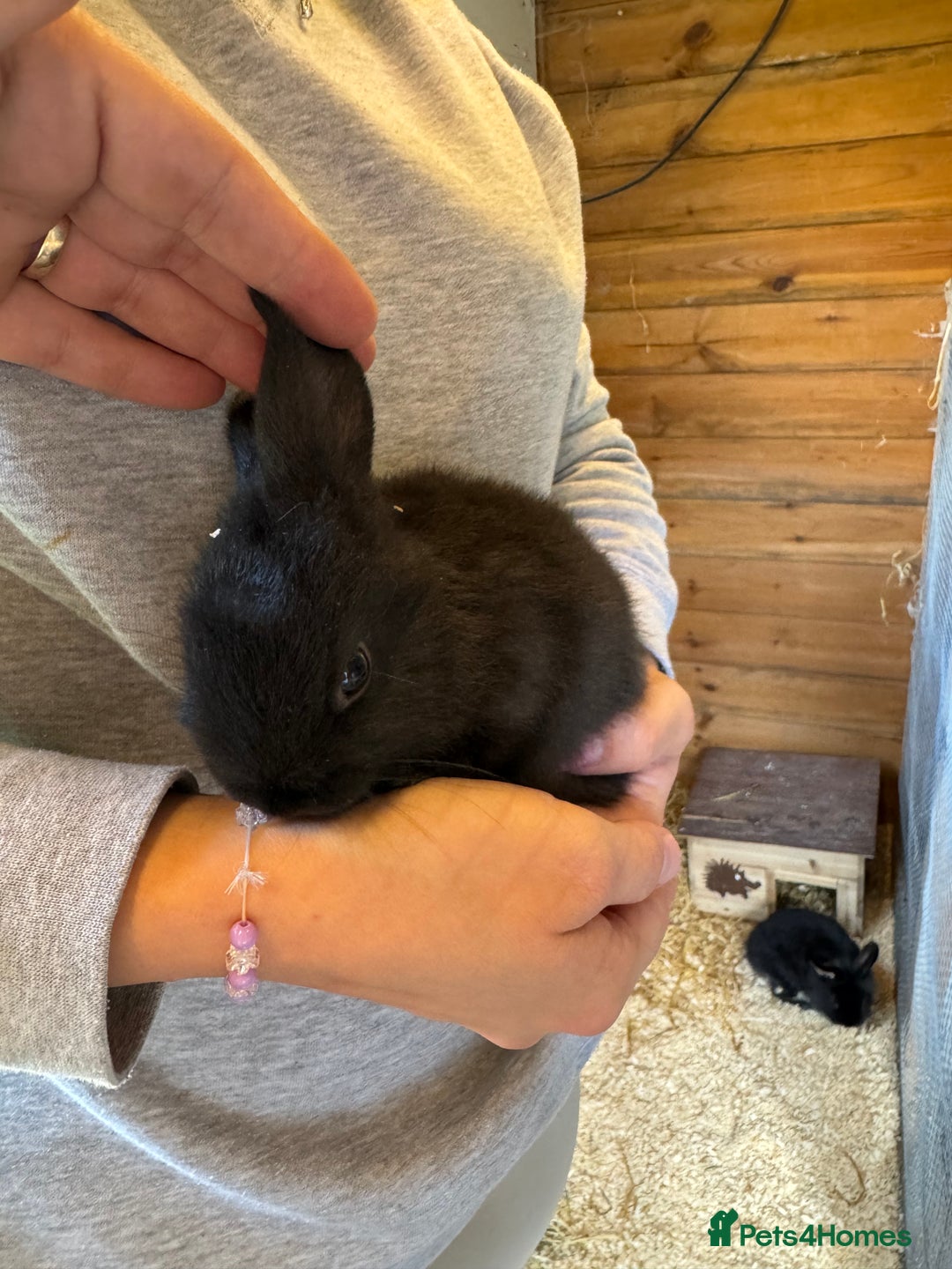 Mini Lop rabbits for sale: Mini lops - Image 9