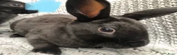 Rex rabbits for sale: Beautiful velvet mini Rex & Rex rabbits - Advert 15