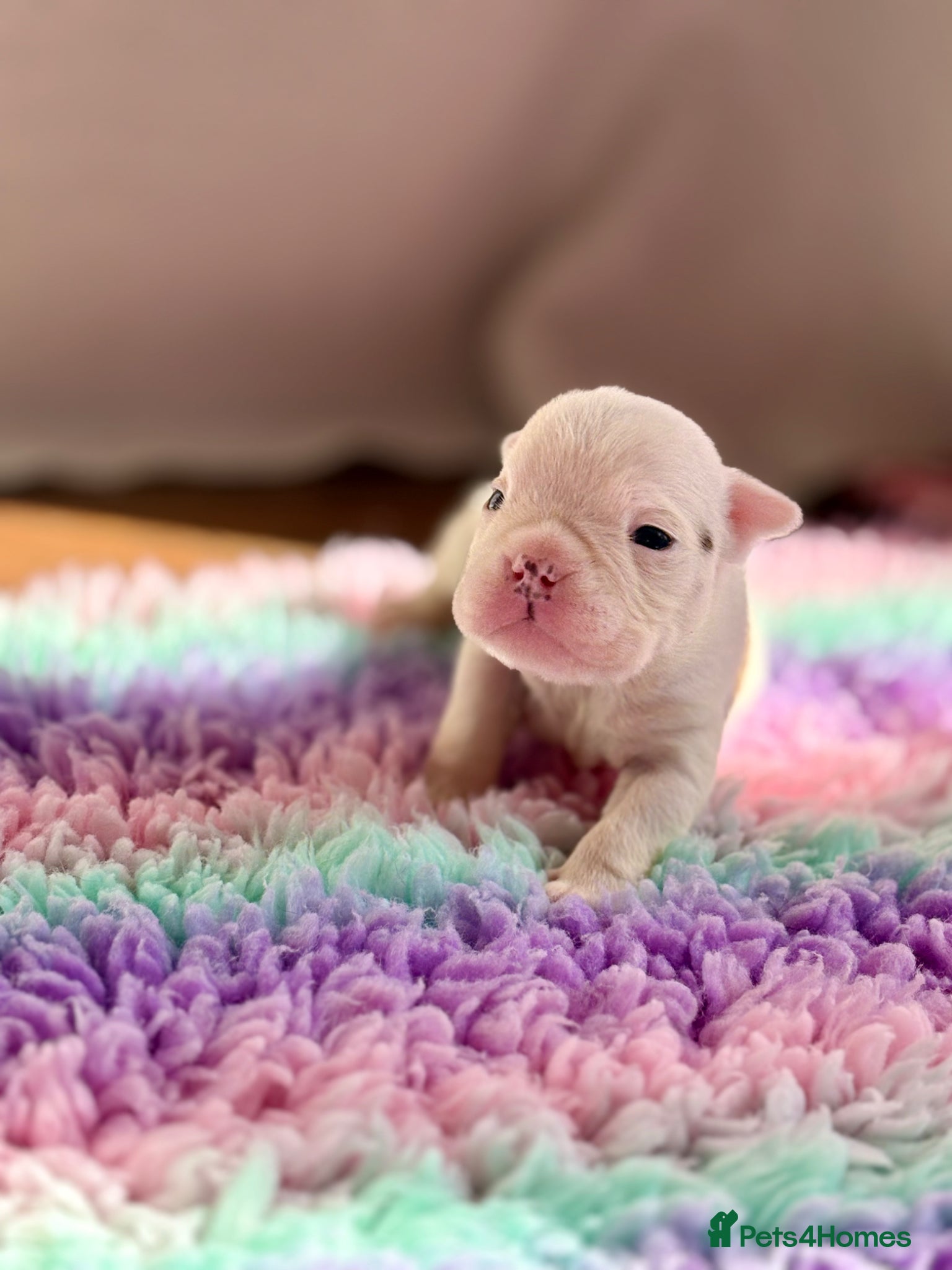 English Bulldog dogs 🐾 KC REG ENGLISH BULLDOG PUPPIES TRADITIONAL  🐾 - Advert 2