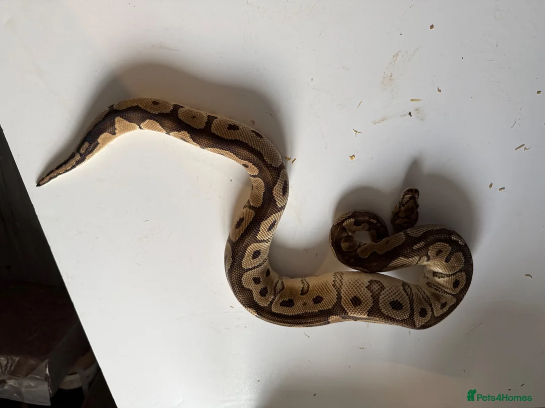 Python Snake reptiles for sale: Ball pythons various reduced  - Advert 5