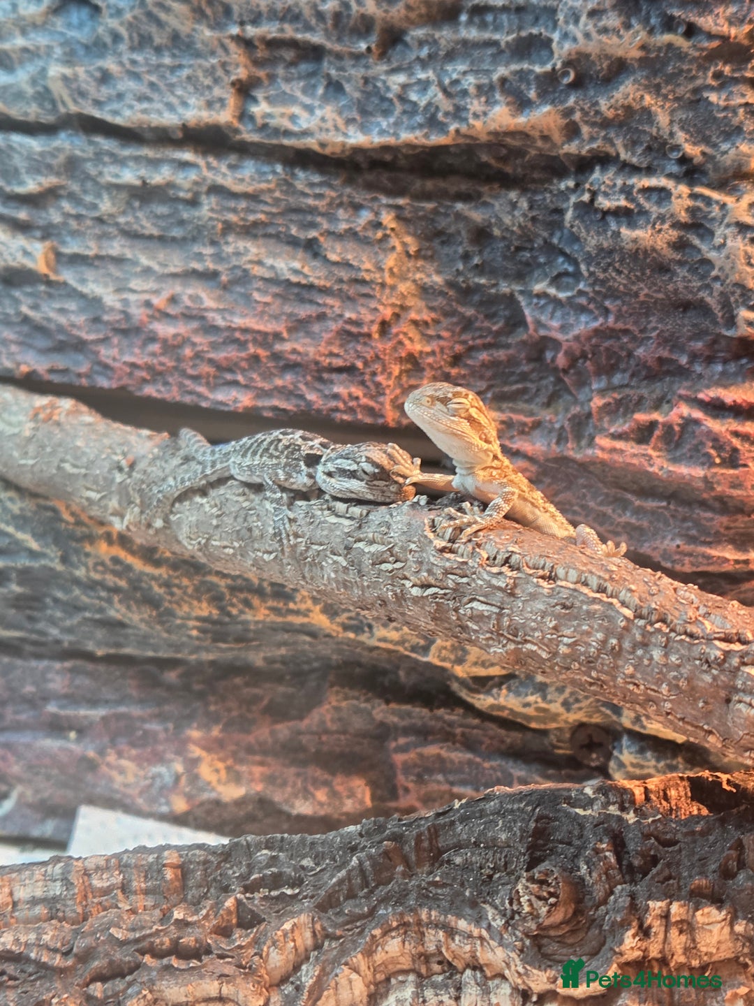 Bearded Dragon reptiles for sale: 6 Baby Bearded Dragons - Advert 10