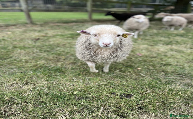Sheep livestock - Advert 13