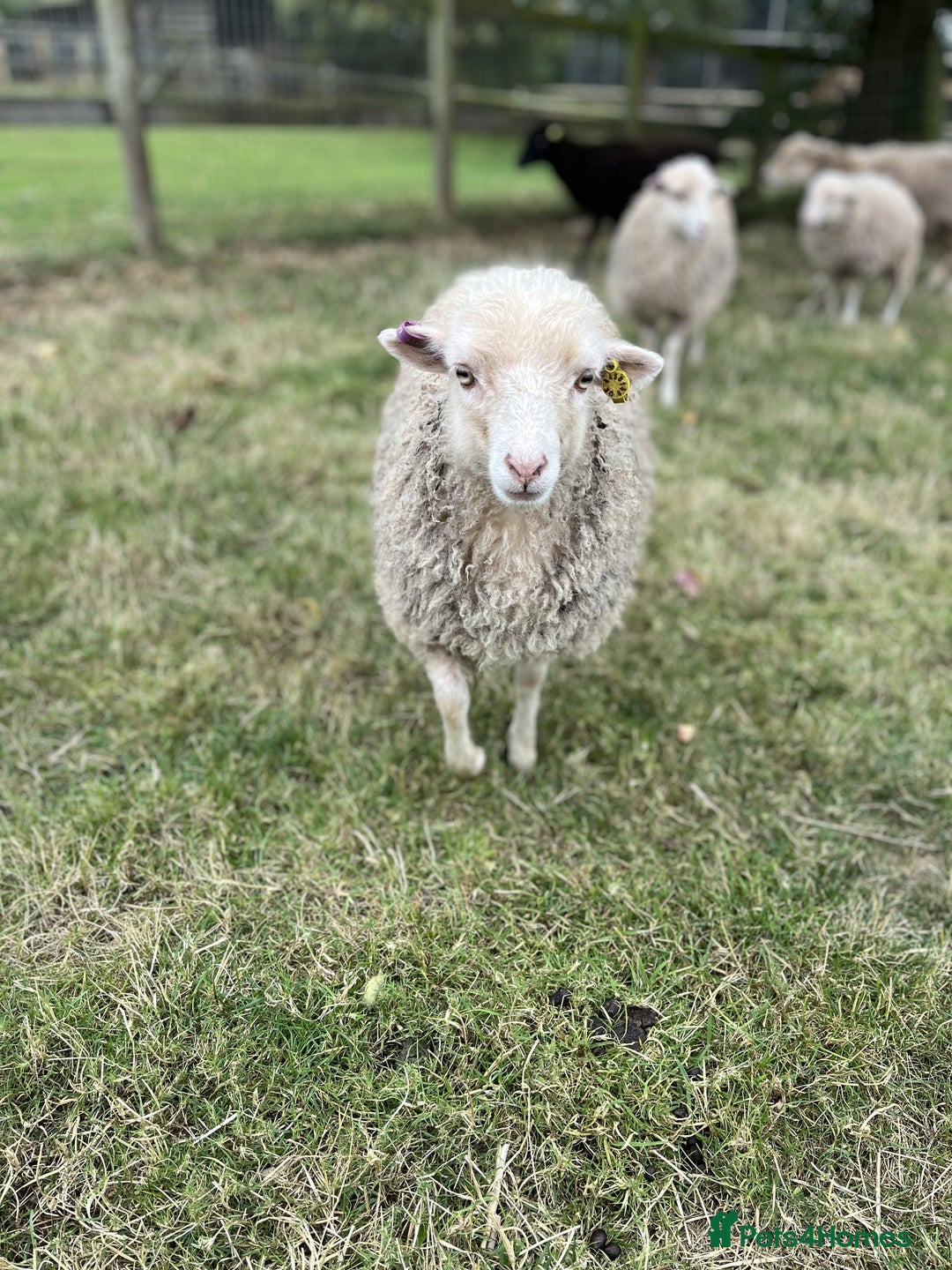 Sheep livestock for sale: Registered Ouessant Ewe Lambs and Wethers - Image 4