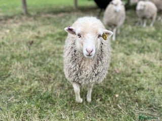 Sheep livestock - Advert 8