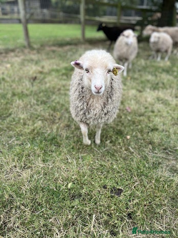 Sheep livestock - Advert 13