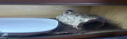 Skink reptiles for sale: Female Blue tongues skink and enclosure - Advert 5