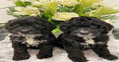 Cockapoo dogs - Advert 3