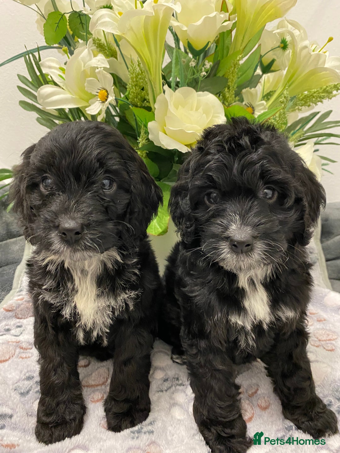 Cockapoo dogs for sale: F1show type Cockapoo. Health tested parents  - Image 3