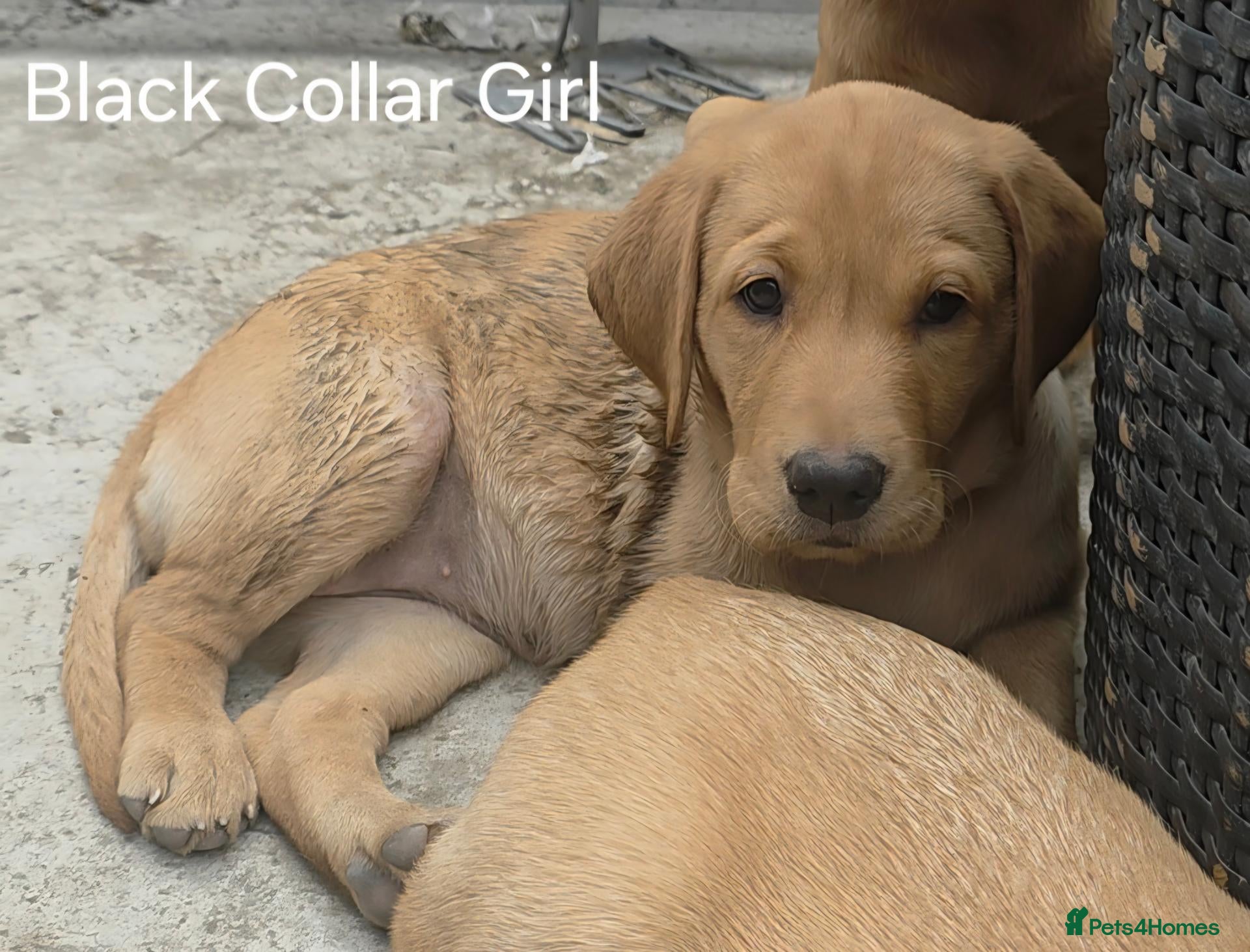 Labrador Retriever dogs KC REG, EHANCED HEALTH TESTED, RED & YELLOW LABS - Advert 2