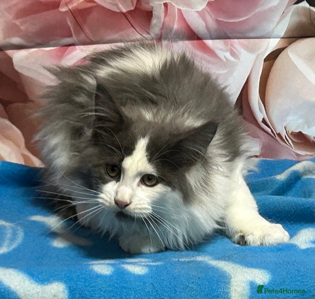 Maine Coon cats for sale: TICA Registered Maine Coon Kittens.  READY NOW  - Advert 5