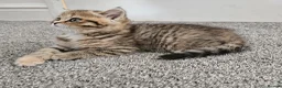 Scottish Fold cats for sale: Adorable Scottish Fold Straight Ear Tabby Kittens  - Advert 39