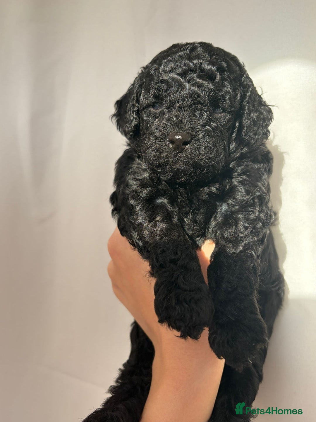 Cavapoo dogs for sale: READY TO LEAVE BLACK & WHITE TEDDY BEAR CAVAPOO - Advert 9