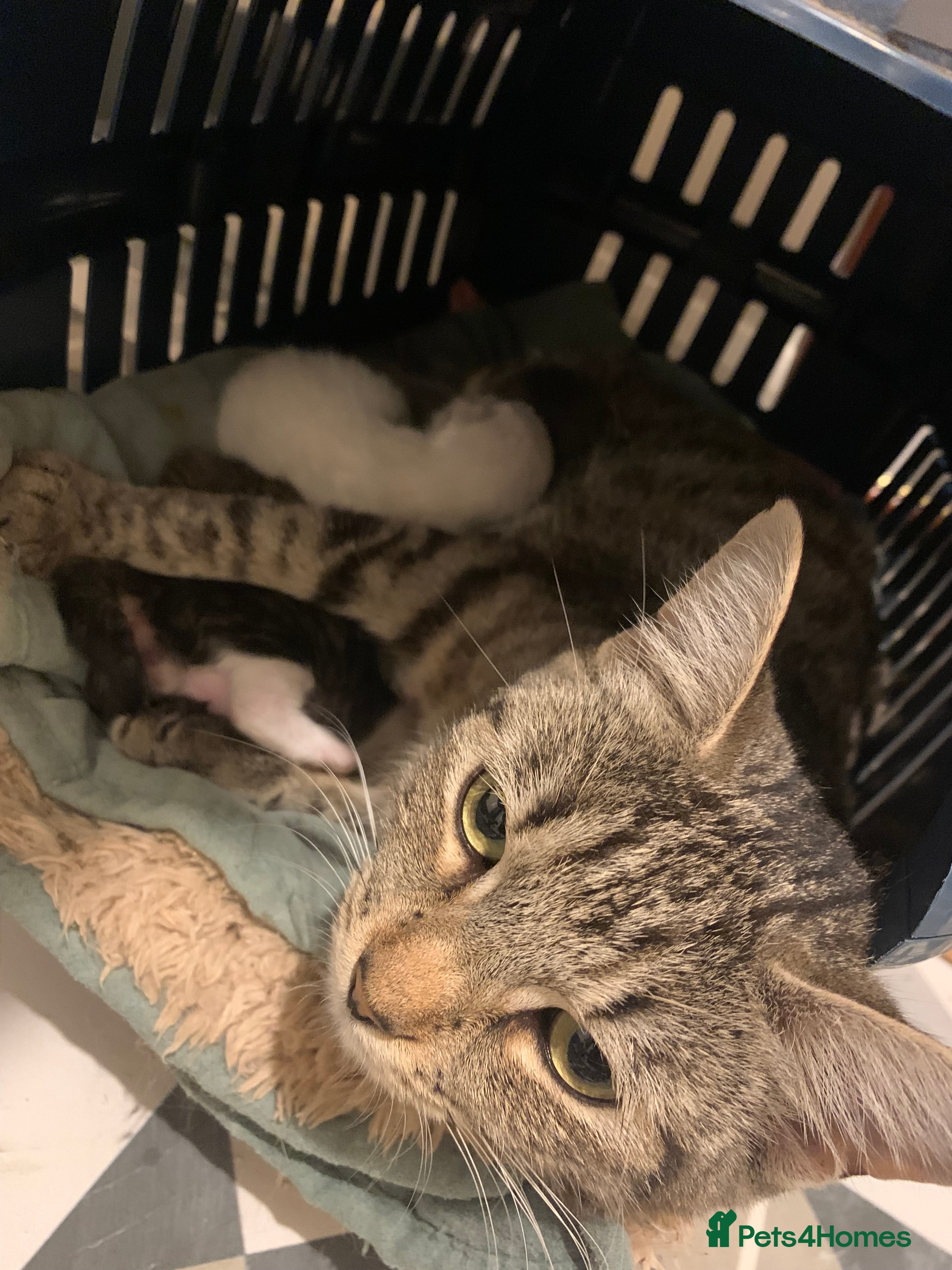 Mixed Breed cats Kittens need a new home to go to 💗 - Advert 8