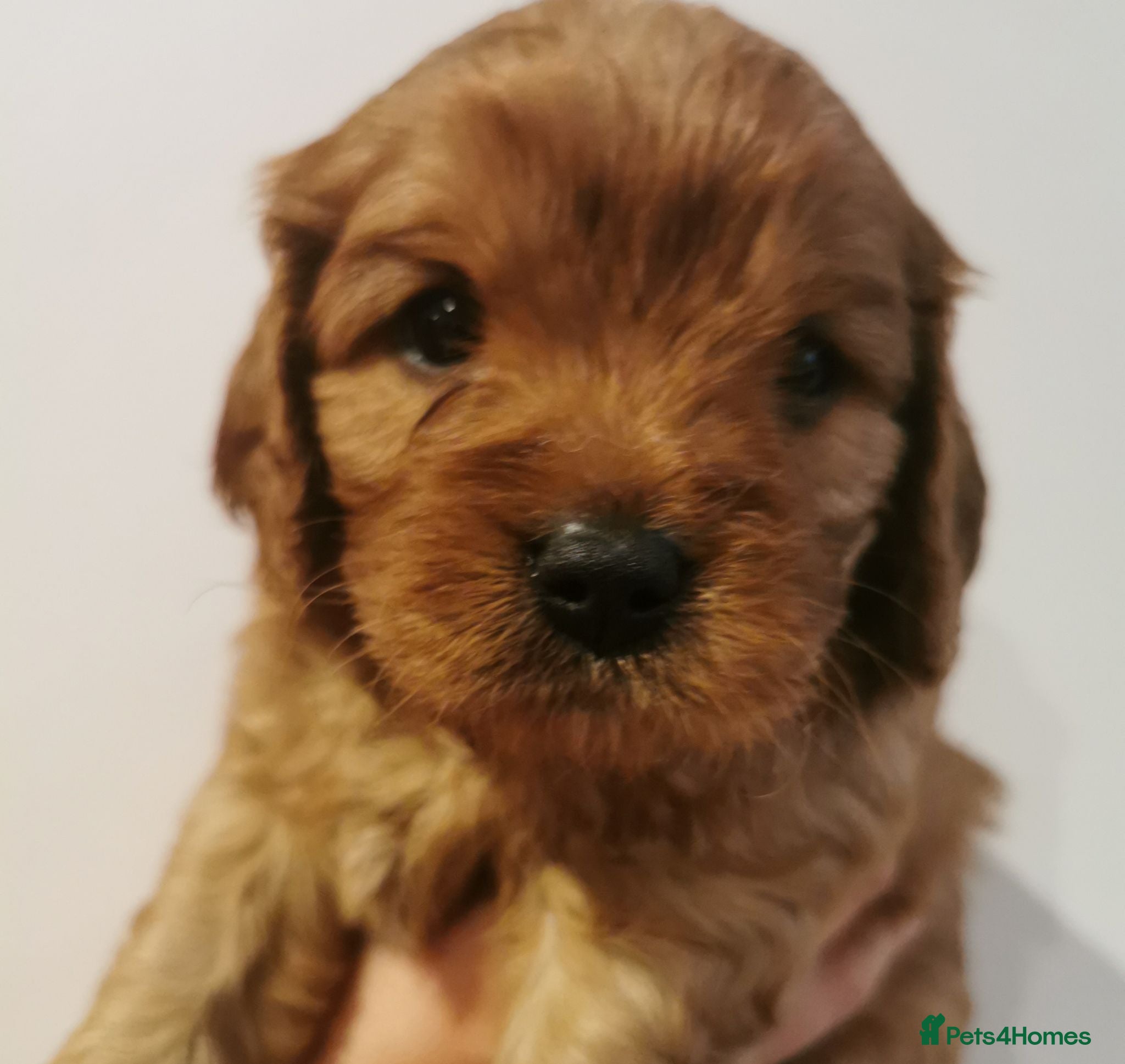 Cavapoo dogs Extensively health tested F1b Cavapoo puppies  - Advert 15