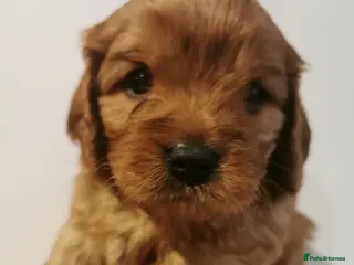 Cavapoo dogs Extensively health tested F1b Cavapoo puppies - Advert 15