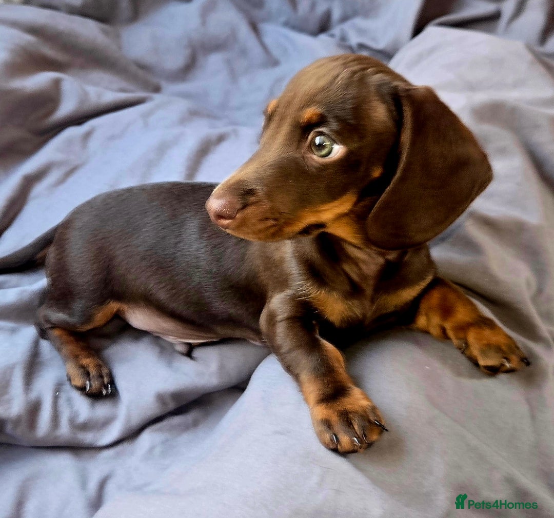 Dachshund dogs for sale: Miniture smooth haired dachshund - Image 3