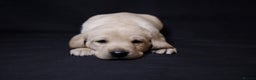 Labrador Retriever dogs for sale: 2 PUPPIES LEFT!! Fully Health tested - Advert 2