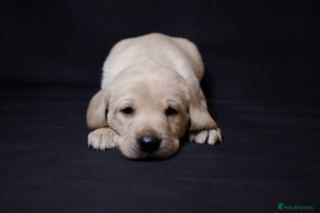 Labrador Retriever dogs for sale: 2 PUPPIES LEFT!! Fully Health tested - Advert 2