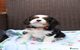 Cavalier King Charles Spaniel dogs for sale: 7 Puppies ready for reservations - Image 9