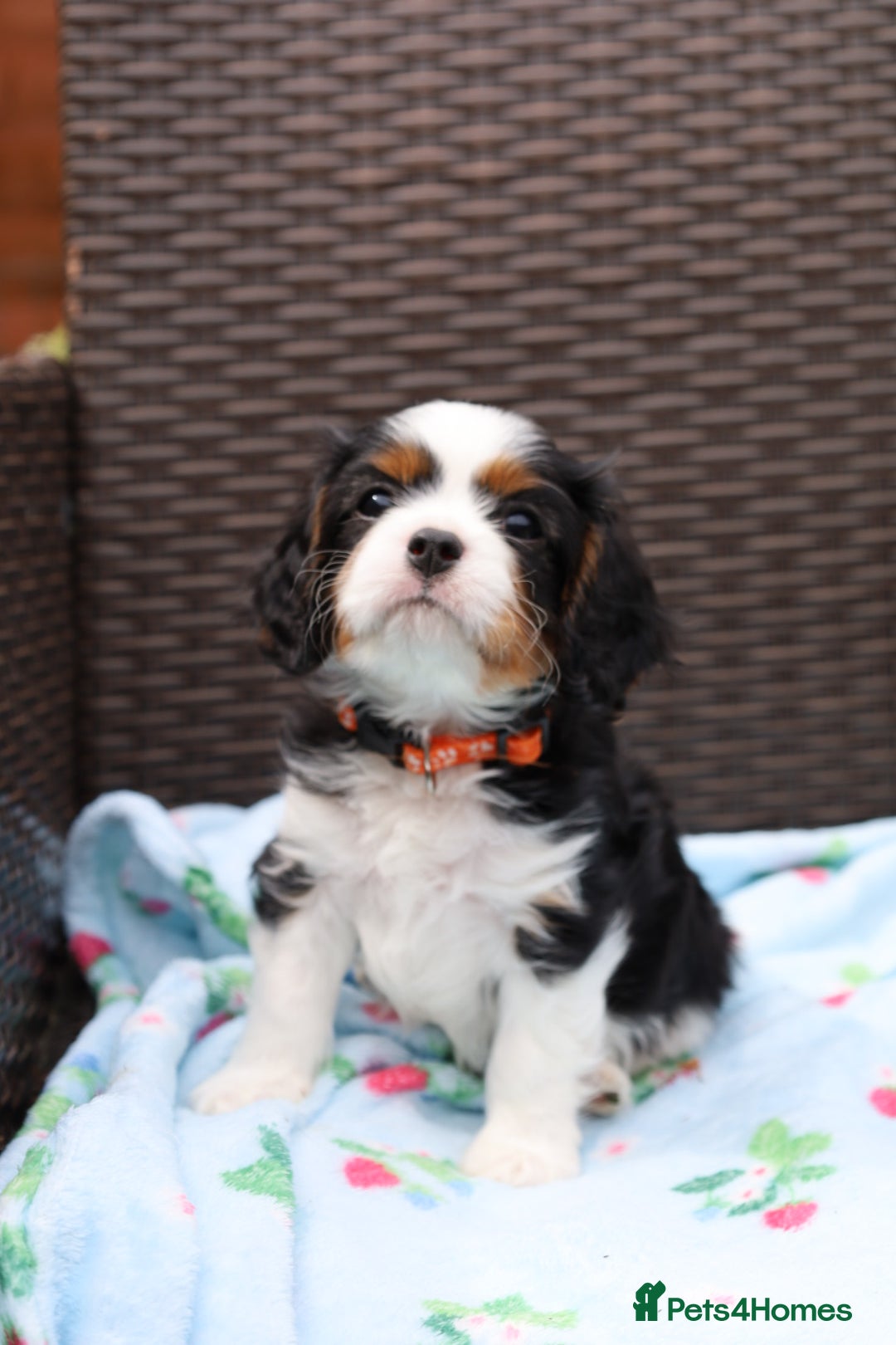 Cavalier King Charles Spaniel dogs for sale: 7 Puppies ready for reservations - Image 9