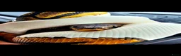 Python Snake reptiles for sale: Beautiful 3yr Male Royal python for sale in Bristol - Advert 2