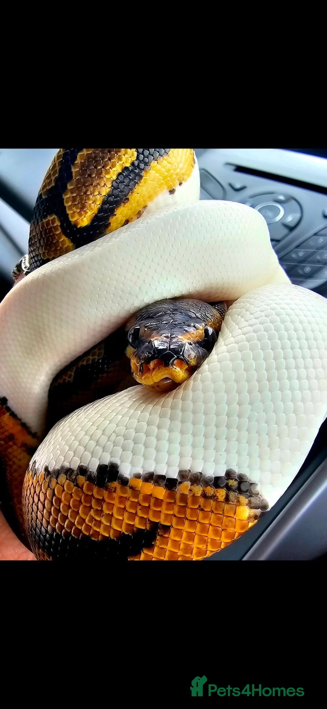 Python Snake reptiles for sale: Beautiful 3yr Male Royal python for sale in Bristol - Advert 2