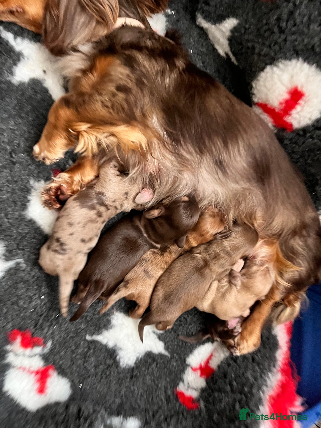 Miniature Dachshund dogs for sale: Long haired mini daschunds  - Advert 9
