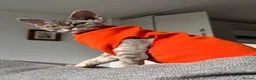Devon Rex cats for sale: Devon Rex potentially looking for a loving home. - Advert 10