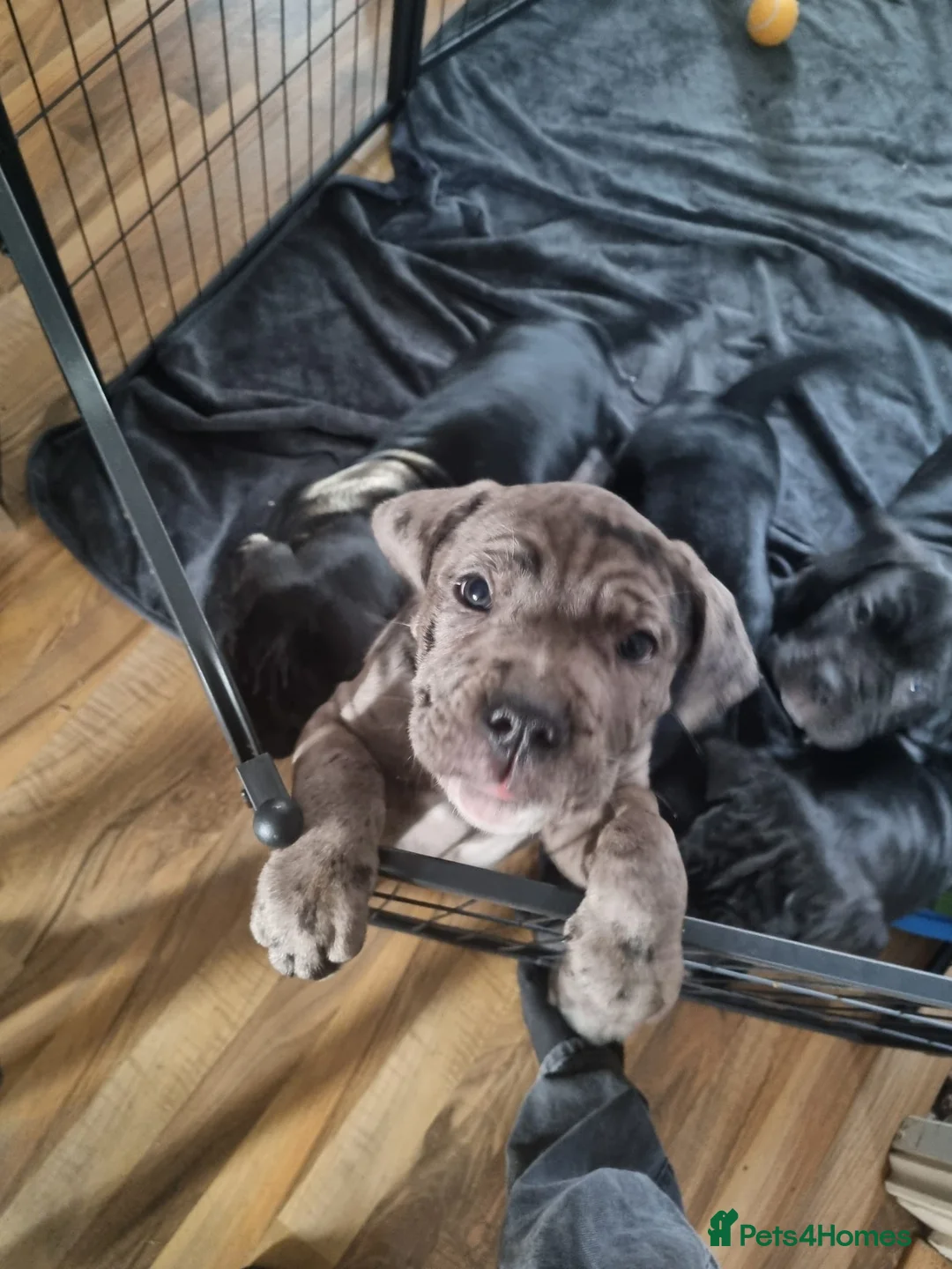 Cane Corso dogs for sale: Stunning silver blue merle female - Advert 9