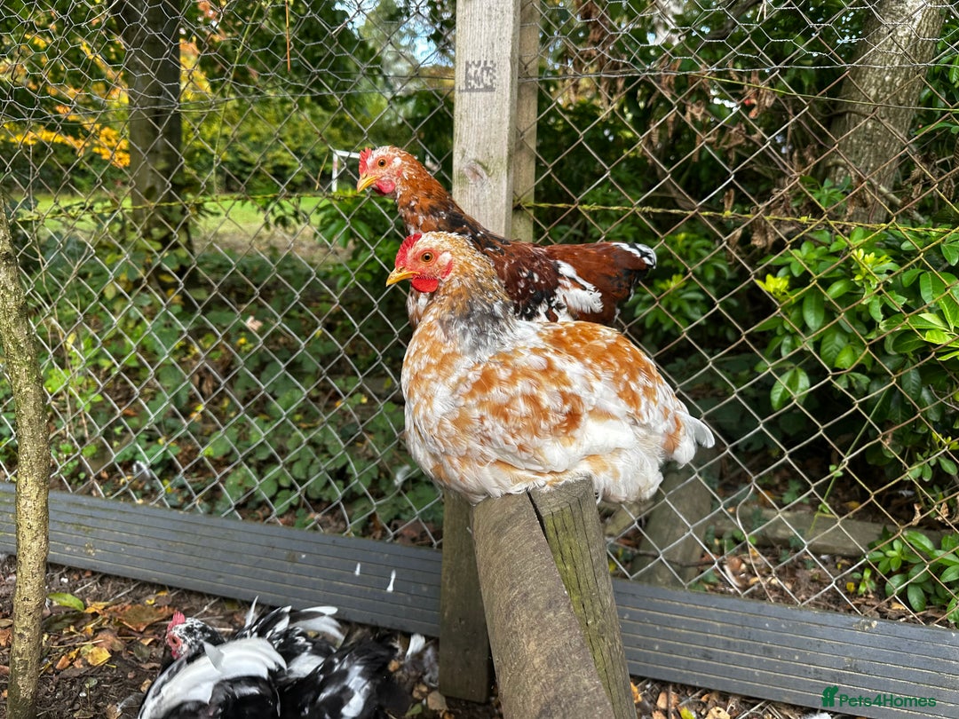 Chickens poultry for sale: Hybrid pekin bantams hatched from June 2025  - Image 5