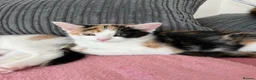 Domestic Shorthair cats for sale: Selling domestic kittens (calico kittens) in Livingston - Advert 12