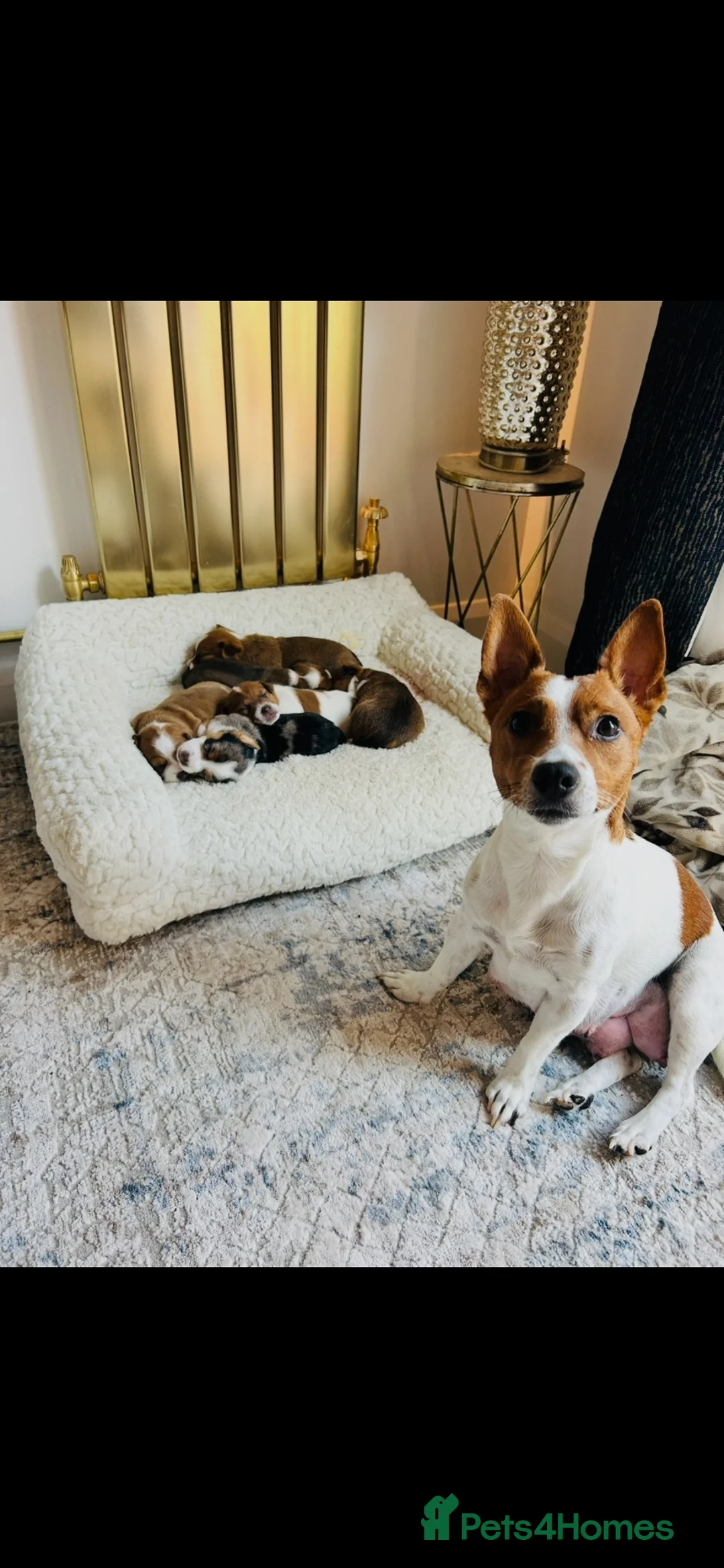 Jack Russell dogs for sale: *** 5 stunning puppies available *** - Advert 1
