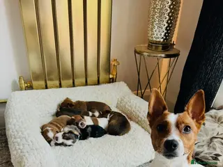 Jack Russell dogs Merle gene. Tri-colour carriers 5 available - Advert 1