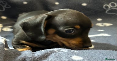 Miniature Dachshund dogs - Advert 5