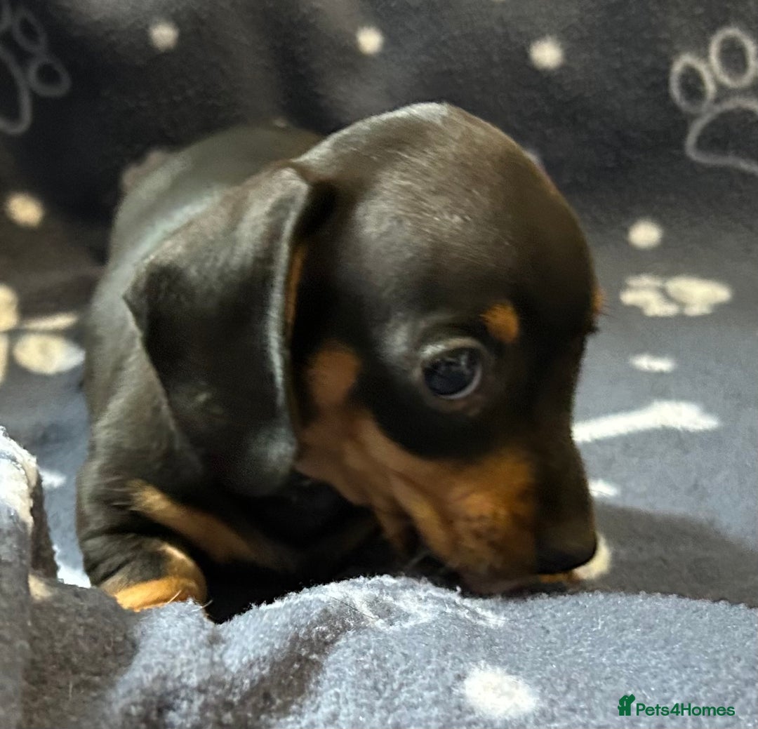 Miniature Dachshund dogs for sale: Stunning Miniature Dachshund Pups - Image 3