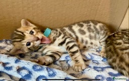 Bengal cats for sale: ⭐️ 1 LEFT!! - STUNNING TICA REG BENGAL CUBS ⭐️ - Image 30